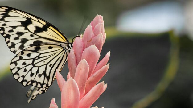 Borboleta