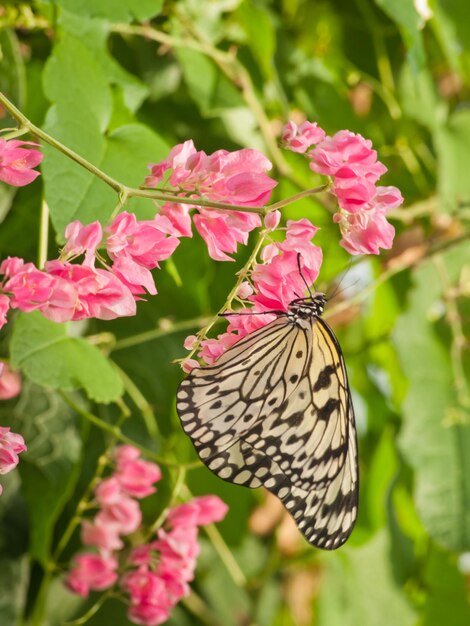 Borboleta