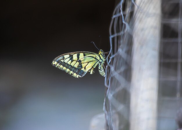 Borboleta