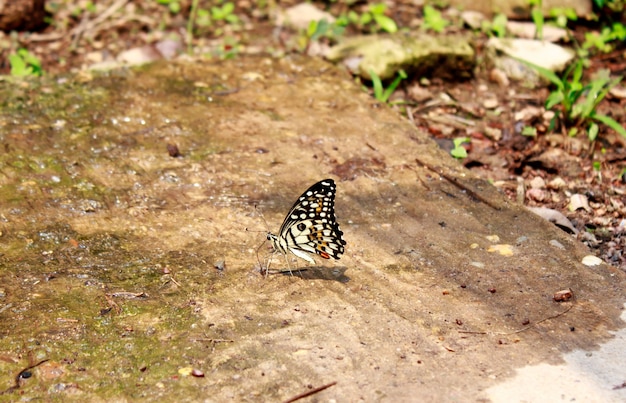 Foto borboleta.