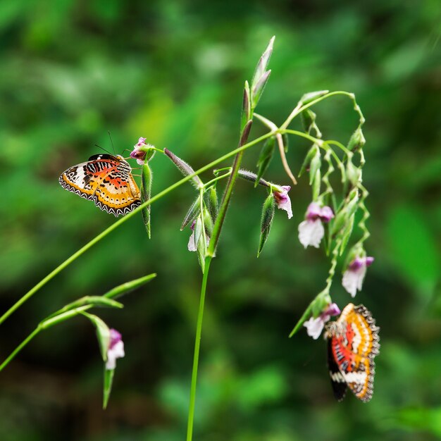 Borboleta