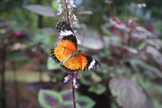 Borboleta