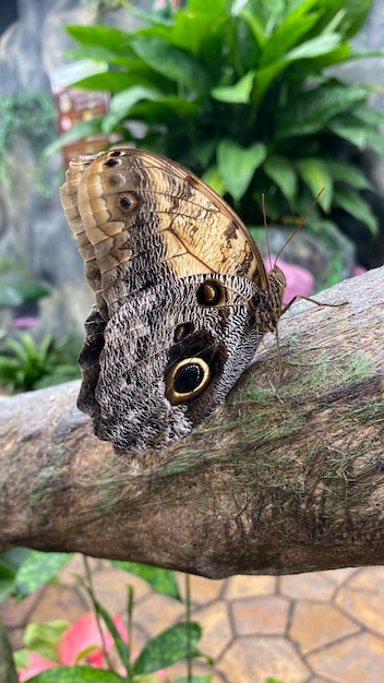 Borboleta