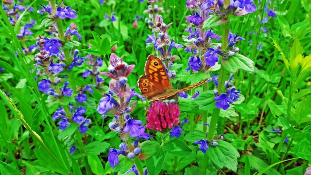 Borboleta