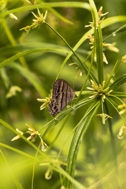 Borboleta