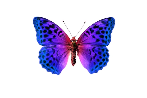 Foto borboleta