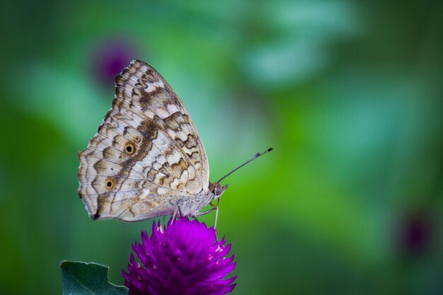 Borboleta