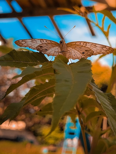 Foto borboleta