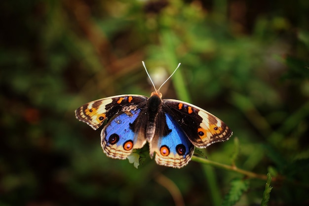 Borboleta