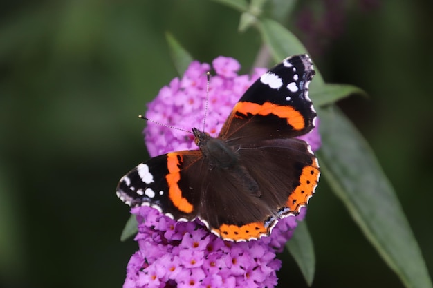 Borboleta