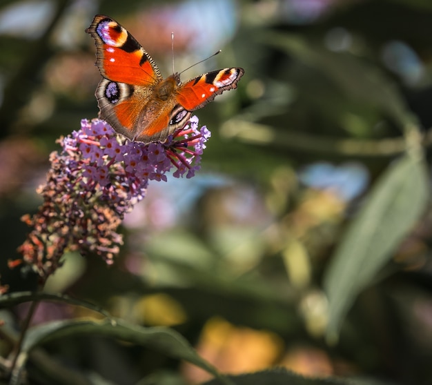 Foto borboletas anunciam a chegada da primavera