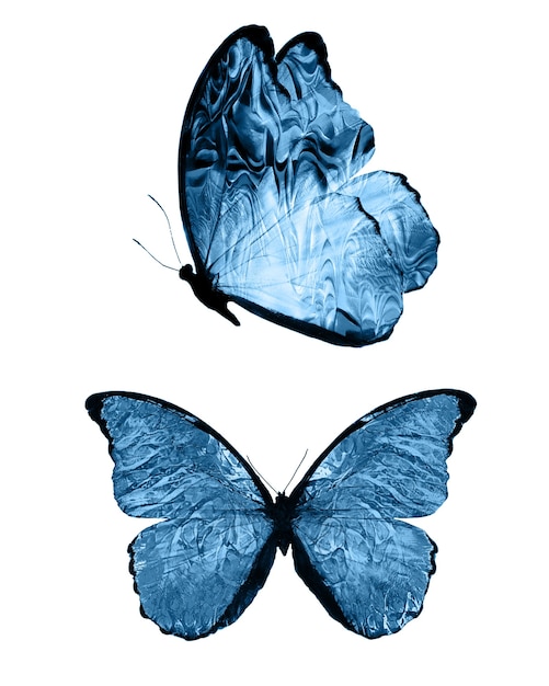 Borboletas azuis isoladas no fundo branco. mariposas tropicais. insetos para design. tintas aquarela