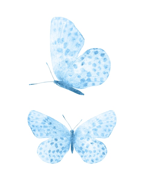 Foto borboletas azuis isoladas no fundo branco. mariposas tropicais