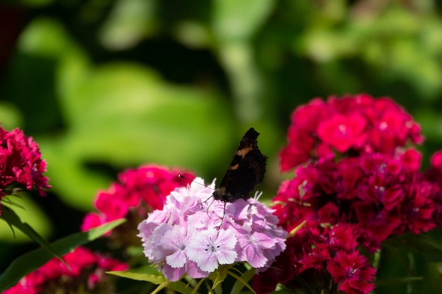 Borboletas azuis voando em flores do cosmos contra um céu ao anoitecer