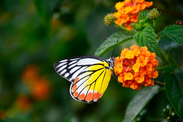 Borboletas coloridas empoleiram-se em flores de laranja para se alimentar de néctar