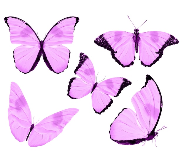 Borboletas cor de rosa isoladas no fundo branco. mariposas tropicais. insetos para design. tintas aquarela