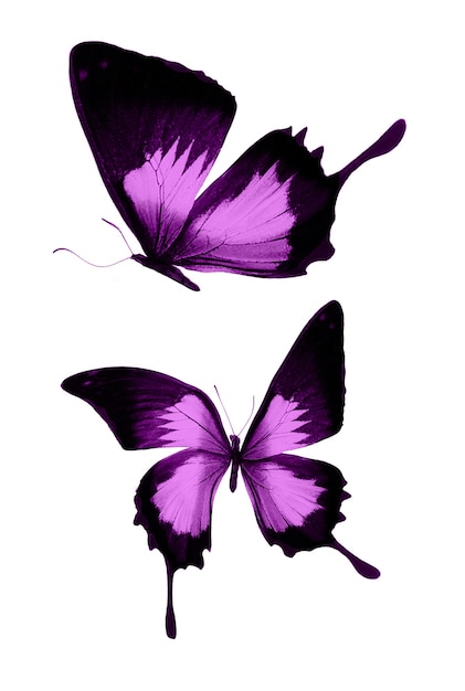 Borboletas cor de rosa isoladas no fundo branco. mariposas tropicais. insetos para design. tintas aquarela