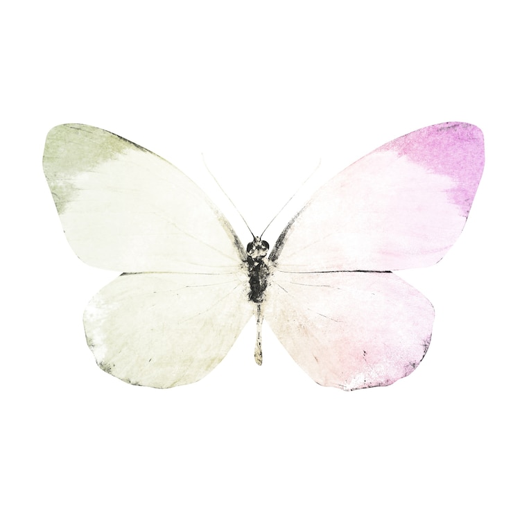 Foto borboletas em aquarela isoladas