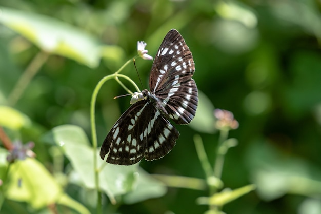 Borboletas em preto e branco com luz do sol na floresta.