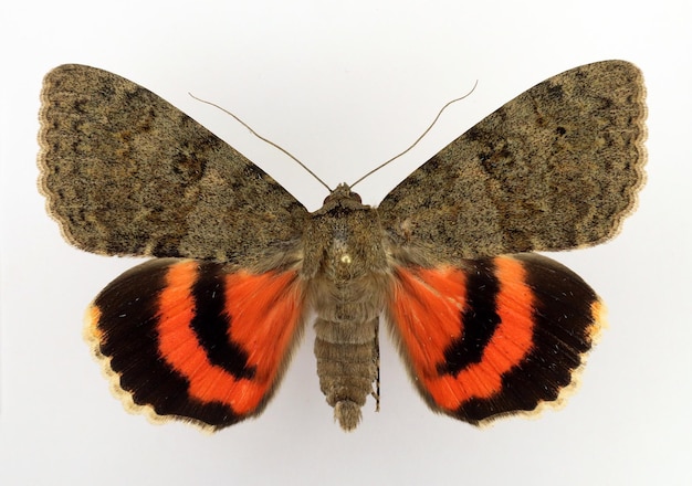 Borboletas isoladas em branco. Macro de traça vermelha Catocala oberthuri. Noctuidae, entomologia de coleção