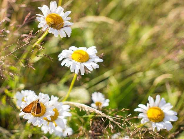 Borboletas laranja brilhantes em flores de margarida