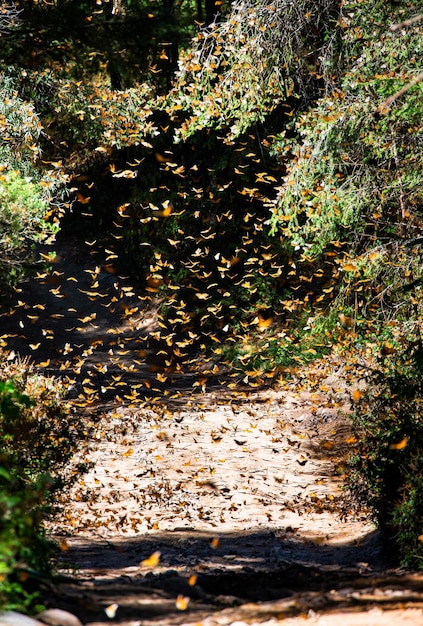 Borboletas monarca Danaus plexippus estão voando em um parque Reserva El Rosario da Biosfera Monarca Angangueo Estado de Michoacan México