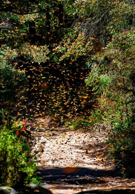 Borboletas monarca Danaus plexippus estão voando em um parque Reserva El Rosario da Biosfera Monarca Angangueo Estado de Michoacan México