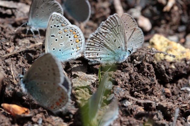 Borboletas na natureza em dia de primavera