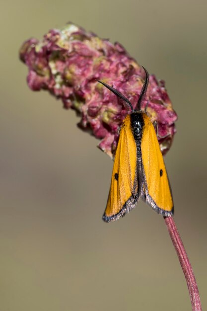 Borboletas noturnas ou mariposas em seu ambiente