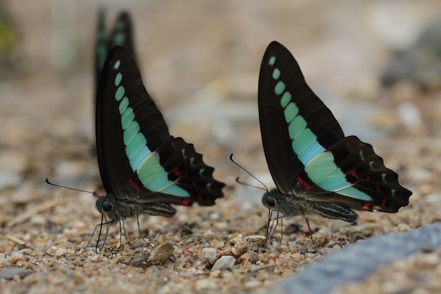 Borboletas (o Bluebottle comum) e flores