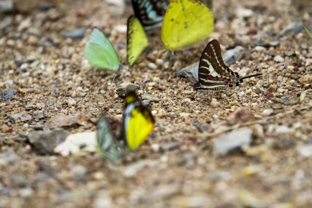 Borboletas (o ponto Swordtail) e flores