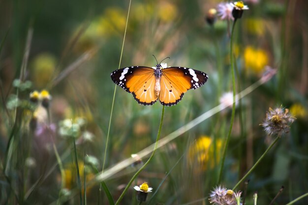 Borboletas simples Tiger Danaus chrysippus acasalando na planta de flores na natureza durante a primavera