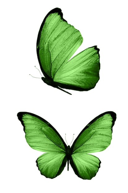 Borboletas verdes isoladas no fundo branco. mariposas tropicais. insetos para design. tintas aquarela