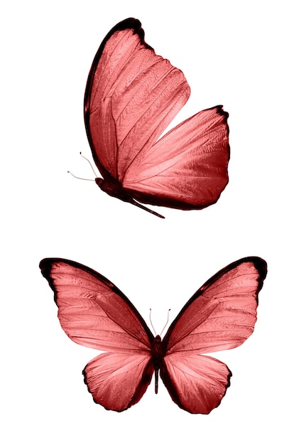 Borboletas vermelhas isoladas no fundo branco. mariposas tropicais. insetos para design. tintas aquarela