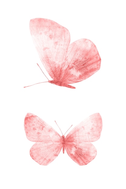 Borboletas vermelhas isoladas no fundo branco. mariposas tropicais. insetos para design. tintas aquarela