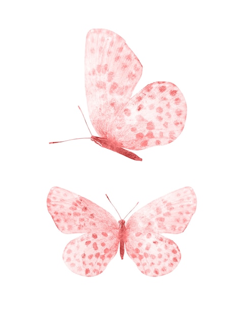 Foto borboletas vermelhas isoladas no fundo branco. mariposas tropicais