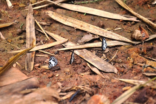 Borboletas voando e borboleta comendo sal lambe no chão na selva de Chet Sao Noi Waterfall e parque nacional florestal em Saraburi Tailândia