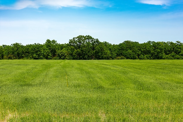 Borda da floresta, campo com grama verde