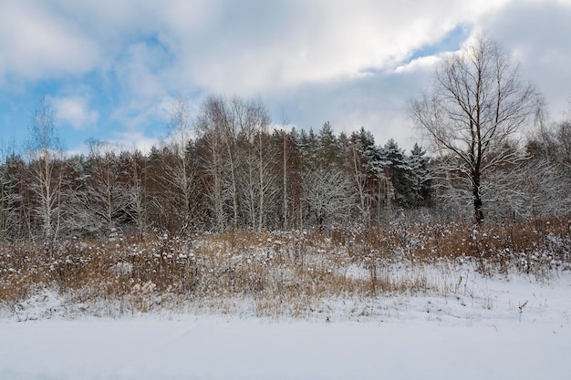 Borda da floresta de inverno coberta de neve na Rússia central..