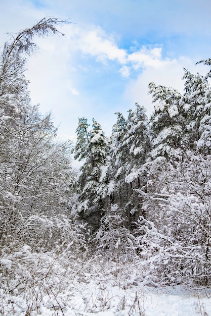 Borda da floresta no inverno. As copas das árvores na neve. Paisagem em um dia ensolarado. Coberto de neve