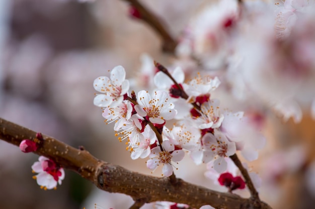 Borda da primavera ou arte de fundo com flores cor de rosa Cena da natureza com árvore de damasco florescendo