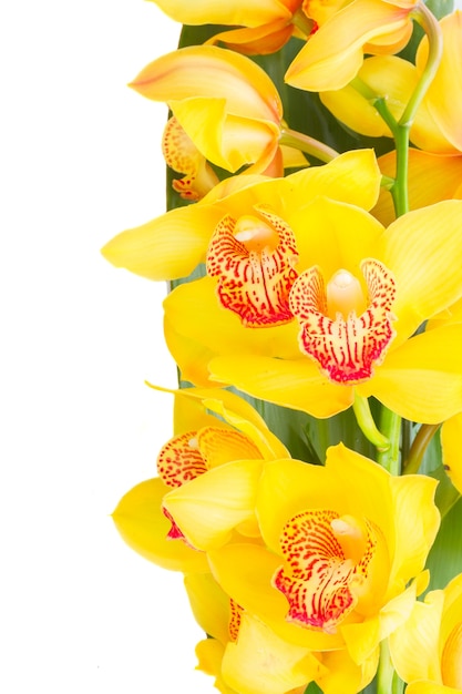 Borda de flores de orquídea amarela isolada em fundo branco