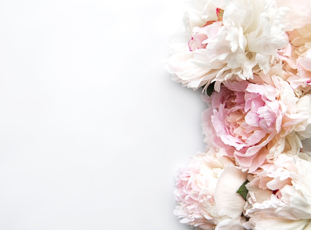 Borda de flores de peônia fresca com espaço de cópia em plano de fundo branco