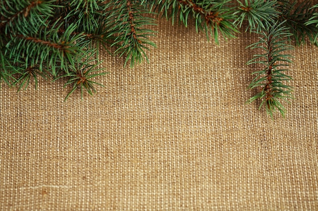 Foto borda de natal de galho natural de árvore do abeto em fundo de serapilheira