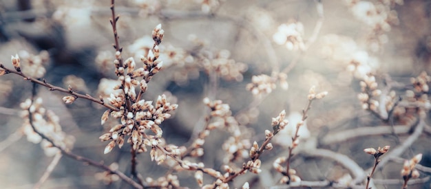 Borda de primavera ou arte de fundo com flor Linda cena natural com árvore florescendo e reflexo do sol