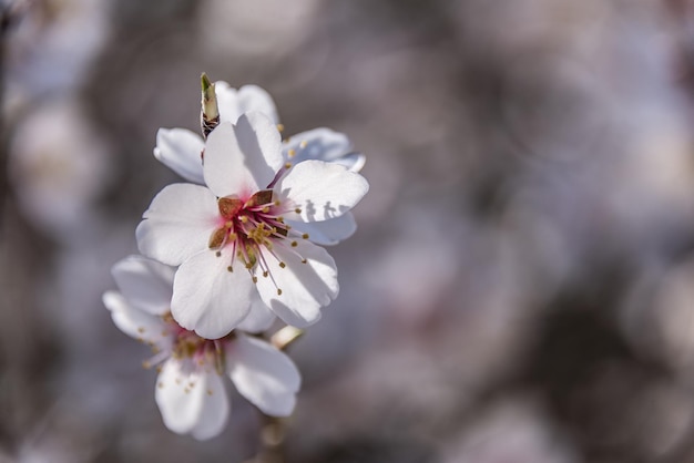 Borda de primavera ou arte de fundo com flor rosa Bela cena da natureza com árvore florescendo e reflexo do sol Páscoa Dia ensolarado Flores da primavera Belo pomar Resumo fundo desfocado Primavera