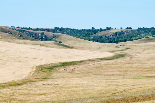 Borda de um campo de trigo. Montanhoso