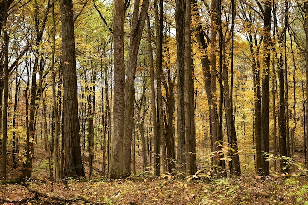 Borda de uma floresta com árvores altas durante o outono