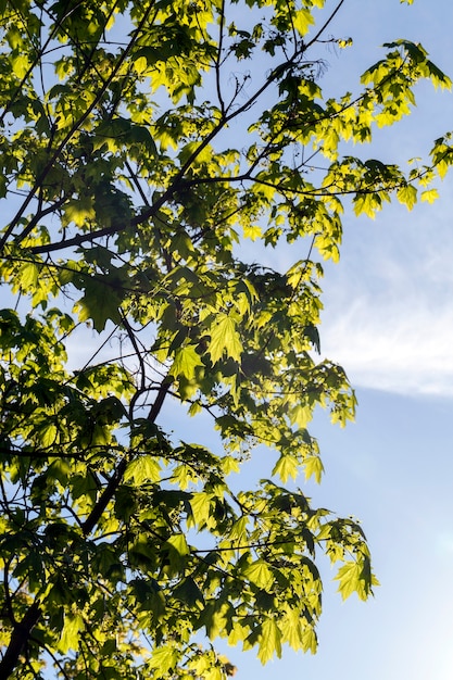 Foto borda e um lado de uma árvore de bordo com uma nova folhagem suculenta, iluminada pela luz do sol, contra um céu azul