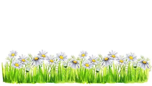 Borda horizontal com margaridas em aquarela e grama flores silvestres pintadas à mão flores hastes folhas broto
